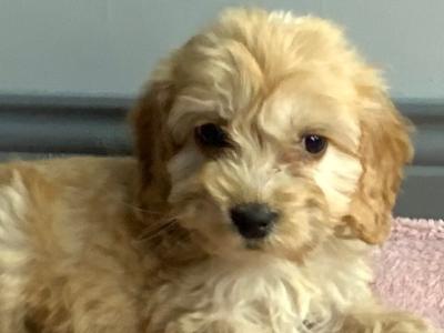 Cockapoo puppies in Roscommon