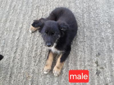 Collie x German Shepherd puppies