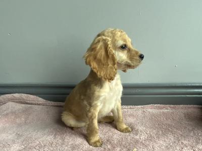 Cockapoo puppies in Roscommon