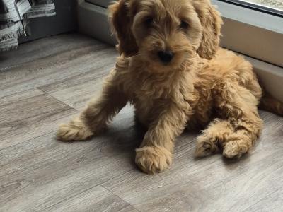 Cockapoo puppies in Roscommon