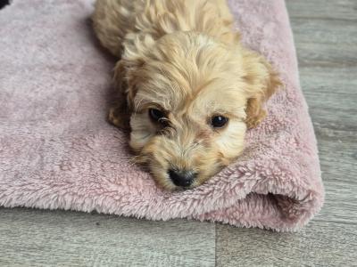 Cockapoo puppies in Roscommon