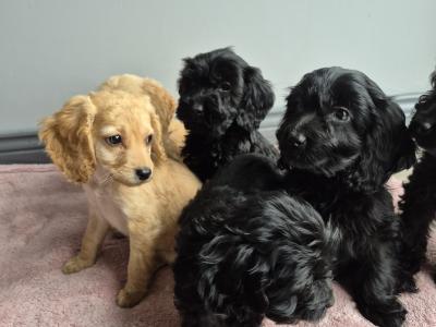 Cockapoo puppies in Roscommon
