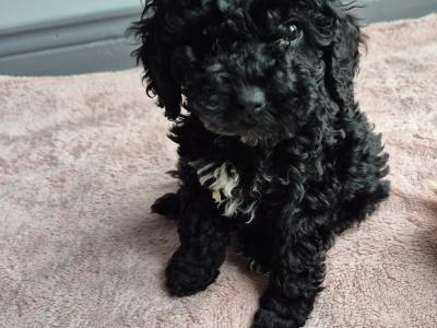 Cockapoo puppies in Roscommon