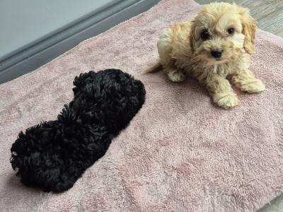 Cockapoo puppies in Roscommon