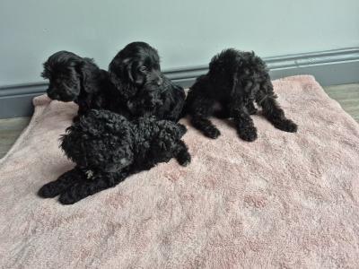 Cockapoo puppies in Roscommon