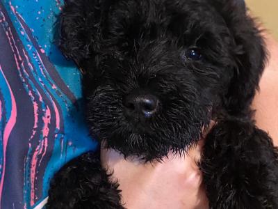 IKC Registered(pending) Kerry Blue Terrier puppies