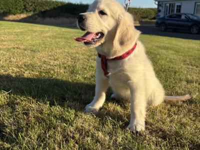 Male Golden Retriever puppy in Cork