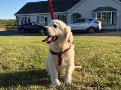 Male Golden Retriever puppy in Cork