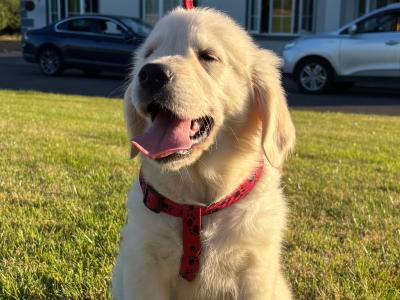 Male Golden Retriever puppy in Cork