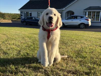 Male Golden Retriever puppy in Cork