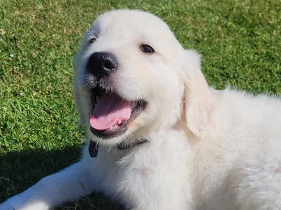 Purebred Golden Retriever puppies in Wexford