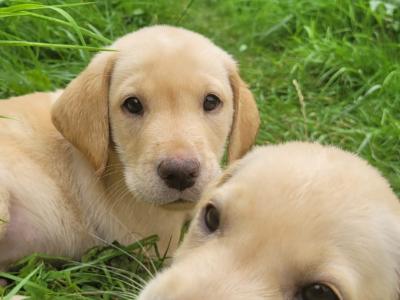 !! Outstanding Labrador puppies in Cavan !! All boys are on hold. I've only females left