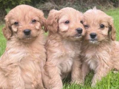 Cavapoo puppies in Carlow