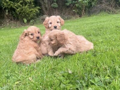 Cavapoo puppies in Carlow