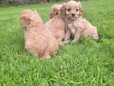Cavapoo puppies in Carlow