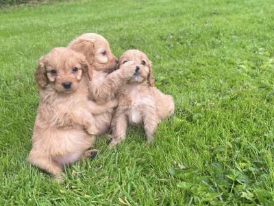 Cavapoo puppies in Carlow