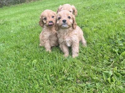 Cavapoo puppies in Carlow