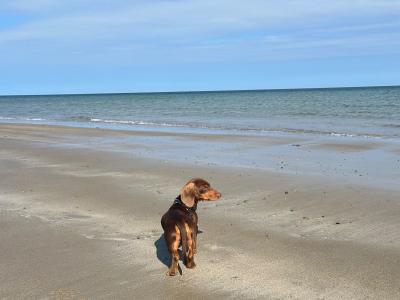 Chocolate & Tan Miniature male Dachshund puppy 6 months old in Wexford