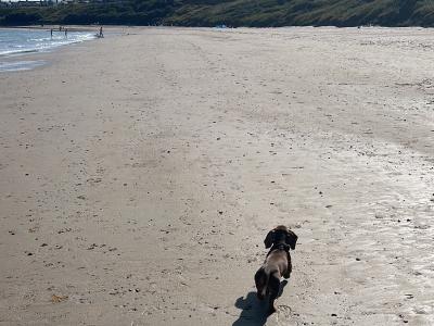 Chocolate & Tan Miniature male Dachshund puppy 6 months old in Wexford