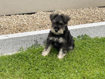 IKC Registered miniature Schnauzer puppies in Laois