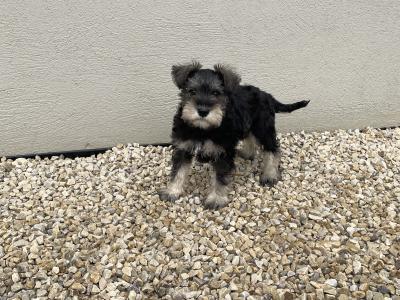 IKC Registered miniature Schnauzer puppies in Laois