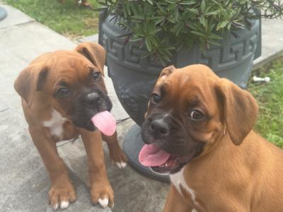 Boxer puppies for sale in Kerry