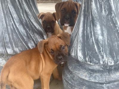 Boxer puppies for sale in Kerry