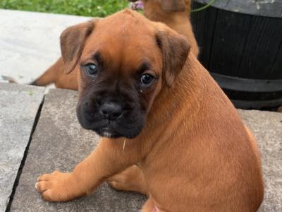 Boxer puppies for sale in Kerry