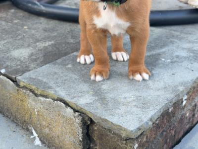 Boxer puppies for sale in Kerry