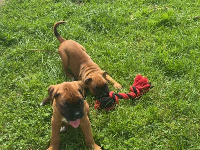 Boxer puppies for sale in Kerry