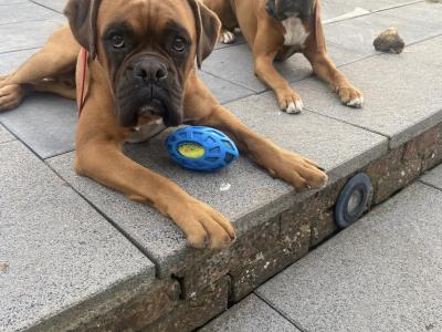 Boxer puppies for sale in Kerry