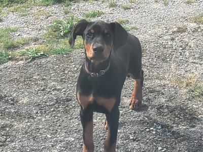 Male Dobermann puppy in Kerry. Beautiful boy