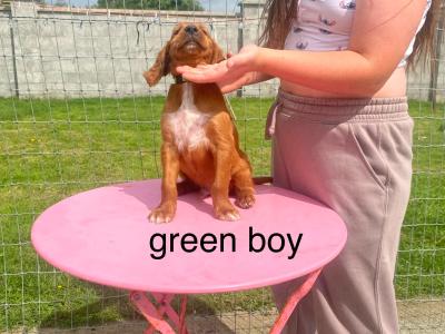 IKC Registered Irish Setter puppies in Tipperary - €950