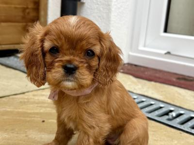 Ruby Puppies in Dublin