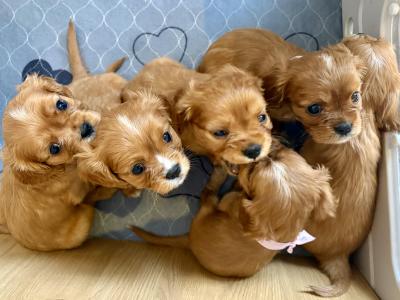 Ruby Puppies in Dublin
