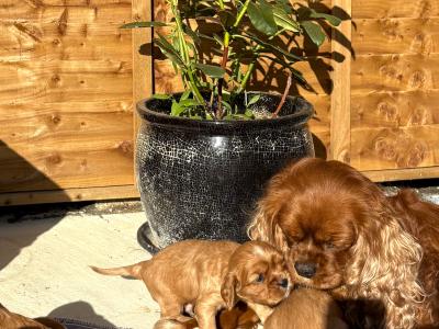 Ruby Puppies in Dublin