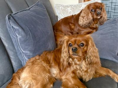 Ruby Puppies in Dublin