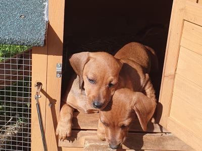 Beautiful red and dapple dachshunds