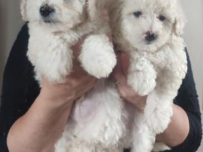 Exclusively bred Poochon puppies 2 snow White males in Wexford