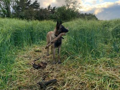 Belgian Malinois male 12 months old