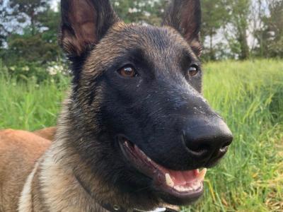 Male Belgian Malinois puppy 12 months old in Dublin