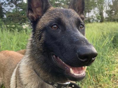 Belgian Malinois male 12 months old