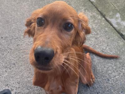 Myla the female Irish Setter in Dublin