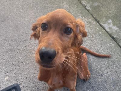 Myla is a female IKC Registered Irish Setter puppy 4 months old in Dublin