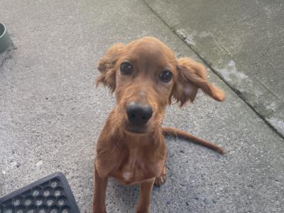 Myla the female Irish Setter in Dublin