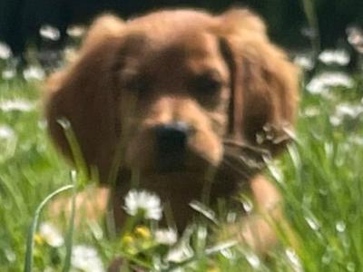 Myla the female Irish Setter in Dublin