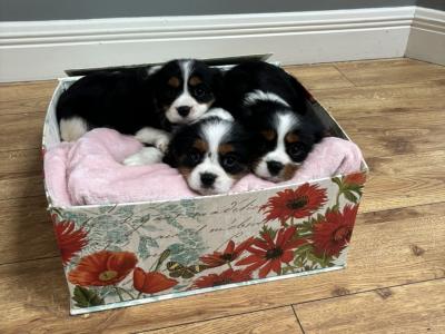 Purebred Cavalier King Charles puppies in Sligo