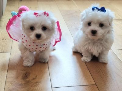 Miniature Maltese Pedigree girl boy House Trained