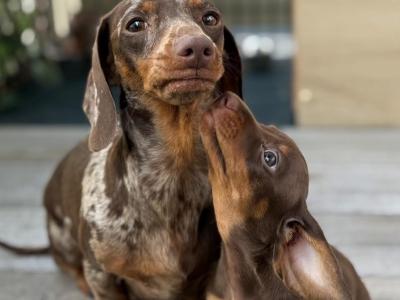 IKC Registered(pending) Smooth Hair Chocolate & Tan Dachshund puppies in Dublin
