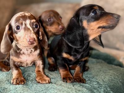 IKC Registered(pending) Smooth Hair Chocolate & Tan Dachshund puppies in Dublin